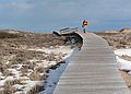 March 4, 2007 - Parker River National Wildlife Refuge, Plum Island, Massachusetts.<br />Joyce heading back to parking lot #3.