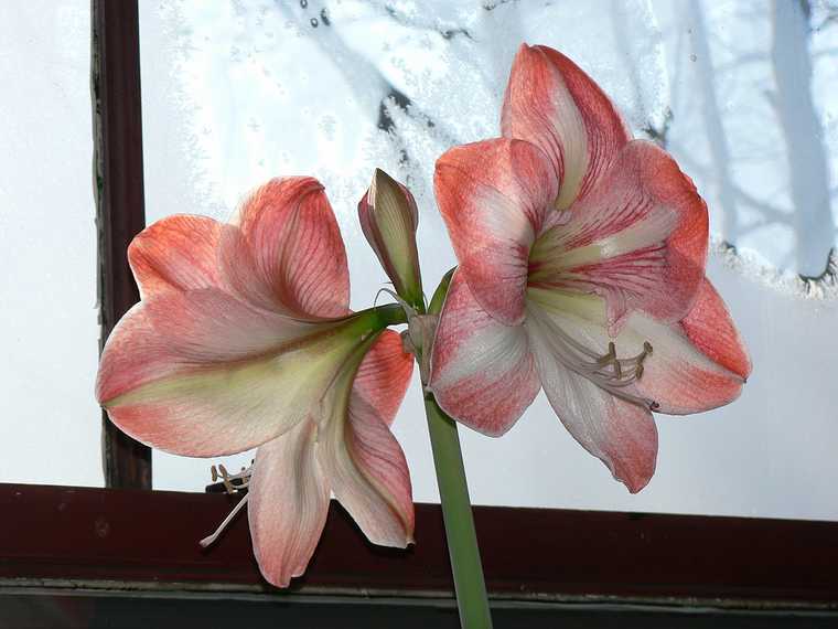 March 6, 2007 - Merrimac, Massachusetts.<br />Amaryllis on a frosty morning.