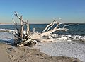 March 9, 2007 - Sandy Point State Reservation, Plum Island, Massachusetts.