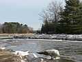 March 12, 2007 - Along the Little River, Old Town Hill, Newbury, Massachusetts.