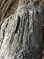 March 12, 2007 - Along the Little River, Old Town Hill, Newbury, Massachusetts.<br />Detail of the staddle.
