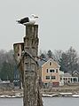 March 14, 2007 - Hilton's Boat Yard, Newburyport, Massachusetts.