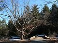 March 29, 2007 - Maudslay State Park, Newburyport, Massachusetts.