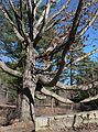March 29, 2007 - Maudslay State Park, Newburyport, Massachusetts.