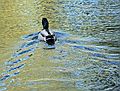 March 29, 2007 - Maudslay State Park, Newburyport, Massachusetts.