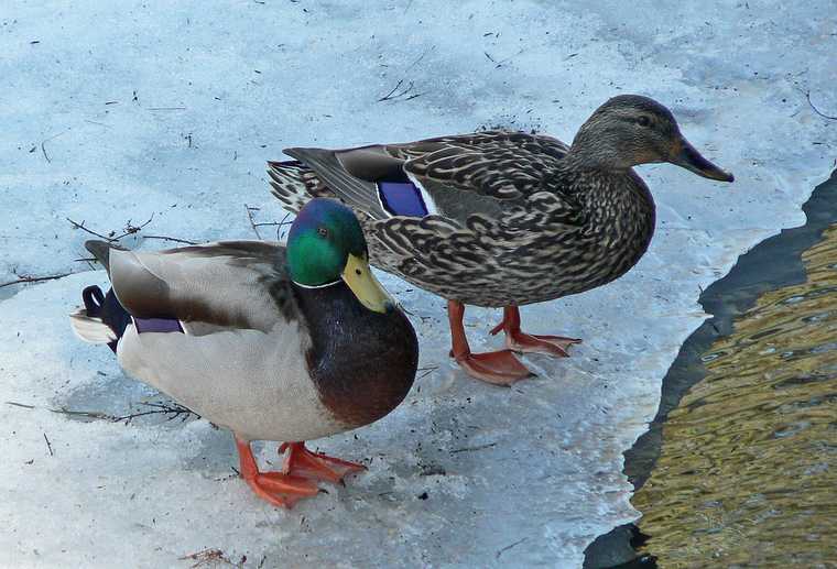 March 29, 2007 - Maudslay State Park, Newburyport, Massachusetts.
