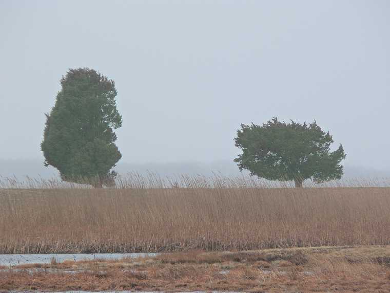 April 17, 2007 - Parker River National Wildlife Refuge, Plum Island, Massachusetts.<br />The "Odd Couple", as John named them.
