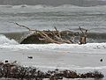 April 17, 2007 - Sandy Point State Reservation, Plum Island, Massachusetts.<br />The tree that John and I have photographed so many times being battered by the waves.