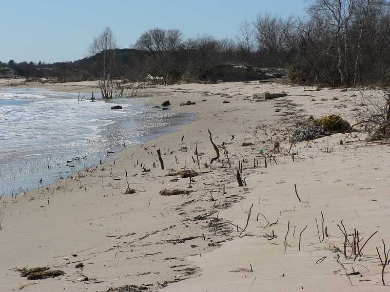 April 20, 2007 - Sandy Point State Reservation, Plum Island, Massachusetts.<br />These are the roots of plants that grew on dunes before they were washed away<br />in last May's and this Monday's storm.