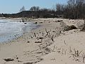 April 20, 2007 - Sandy Point State Reservation, Plum Island, Massachusetts.<br />These are the roots of plants that grew on dunes before they were washed away<br />in last May's and this Monday's storm.