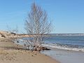 April 20, 2007 - Sandy Point State Reservation, Plum Island, Massachusetts.<br />Before the May 2006 storm, these trees were well protected by high dunes.<br />After Monday's storm, they are now submerged at every high tide.
