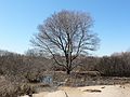 April 20, 2007 - Sandy Point State Reservation, Plum Island, Massachusetts.