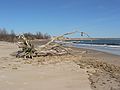 April 20, 2007 - Sandy Point State Reservation, Plum Island, Massachusetts.