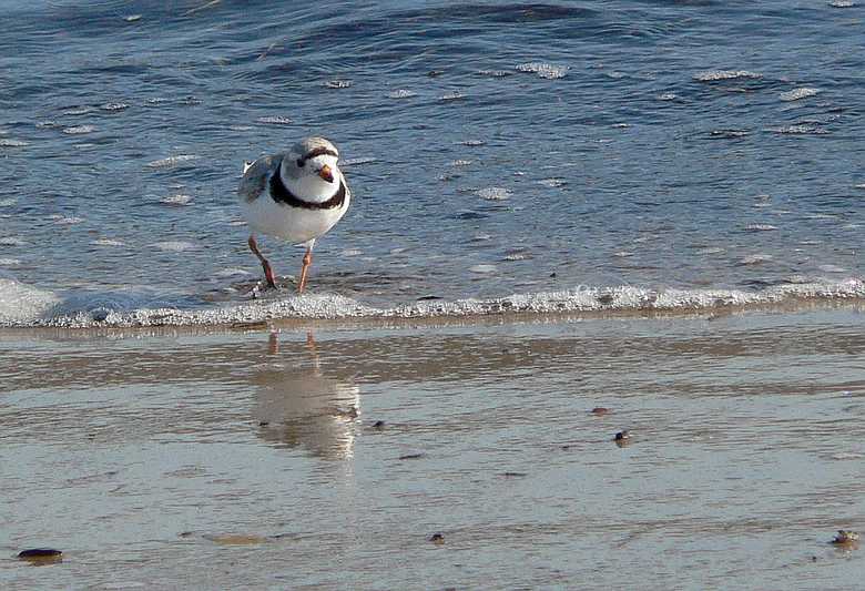 April 20, 2007 - Sandy Point State Reservation, Plum Island, Massachusetts.<br />Piping plover.