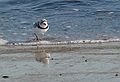 April 20, 2007 - Sandy Point State Reservation, Plum Island, Massachusetts.<br />Piping plover.