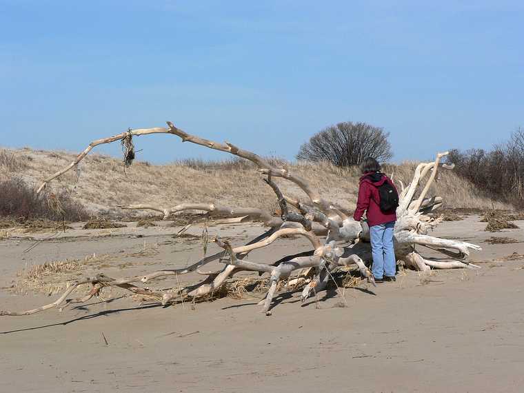 April 21, 2007 - Sandy Point State Reservation, Plum Island, Massachusetts.<br />Joyce inspecting the fallen tree.