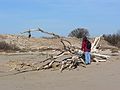 April 21, 2007 - Sandy Point State Reservation, Plum Island, Massachusetts.<br />Joyce inspecting the fallen tree.