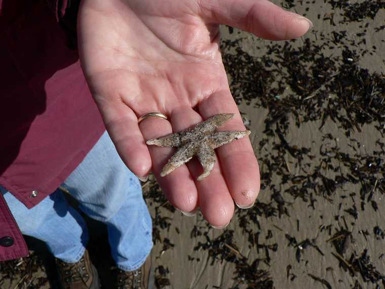April 21, 2007 - Sandy Point State Reservation, Plum Island, Massachusetts.<br />Joyce holding a star fish.