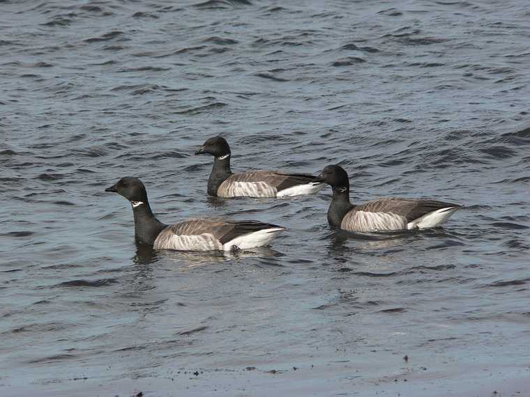 May 1, 2007 - Sandy Point State Reservation, Plum Island, Massachusetts.<br />Brant geese.