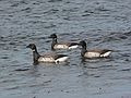 May 1, 2007 - Sandy Point State Reservation, Plum Island, Massachusetts.<br />Brant geese.