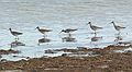 May 1, 2007 - Sandy Point State Reservation, Plum Island, Massachusetts.<br />Greater yellowlegs.