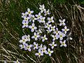 May 15, 2007 - Maudslay State Park, Newburyport, Massachusetts.<br />Bluets