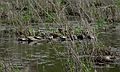 May 15, 2007 - Maudslay State Park, Newburyport, Massachusetts.