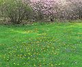 May 15, 2007 - Maudslay State Park, Newburyport, Massachusetts.