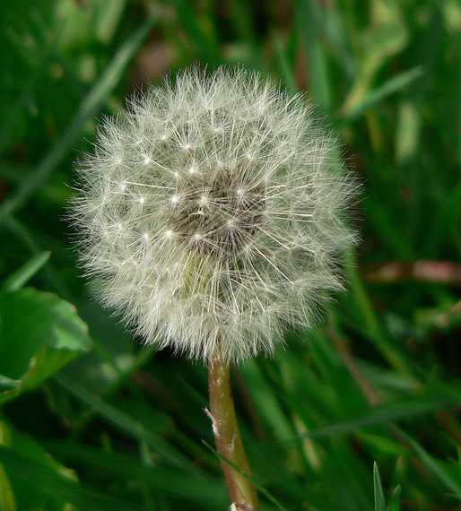 May 15, 2007 - Maudslay State Park, Newburyport, Massachusetts.