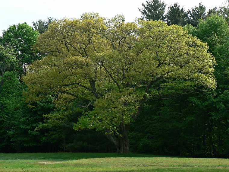 May 15, 2007 - Maudslay State Park, Newburyport, Massachusetts.