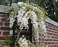 May 15, 2007 - Maudslay State Park, Newburyport, Massachusetts.