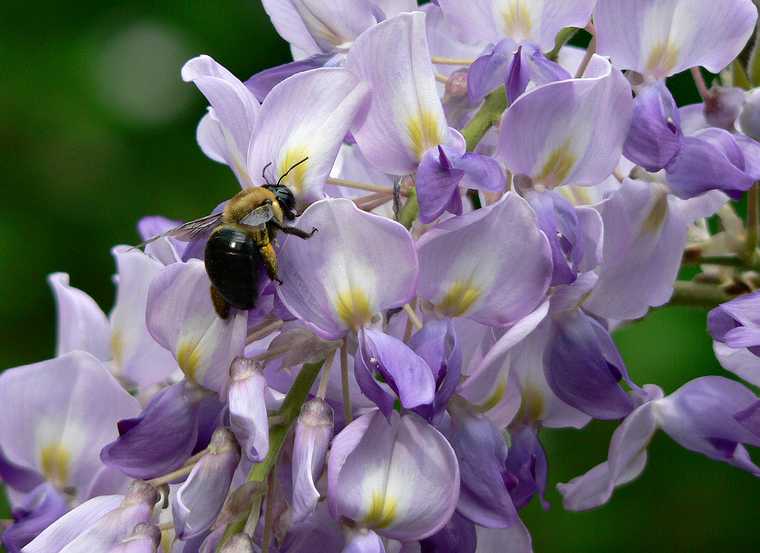 May 15, 2007 - Maudslay State Park, Newburyport, Massachusetts.<br />Bee on wisteria.