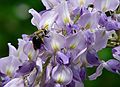 May 15, 2007 - Maudslay State Park, Newburyport, Massachusetts.<br />Bee on wisteria.