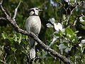 May 15, 2007 - Maudslay State Park, Newburyport, Massachusetts.<br />Blue Jay.