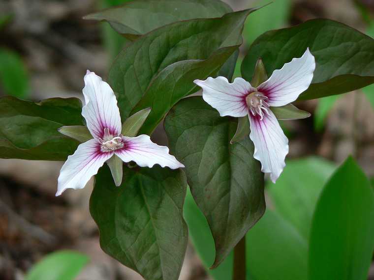 May 24, 2007 - Tuckerman Ravine Trail, Pinkham Notch, New Hampshire.<br />A pair of trilliums.