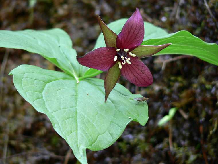 May 25, 2007 - The Flume, Franconia Notch, New Hampshire.<br />Trillium.