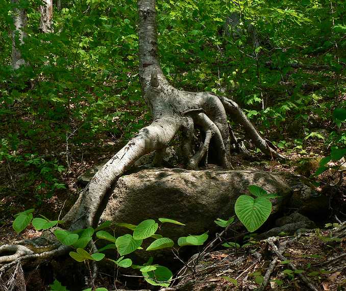 May 25, 2007 - The Flume, Franconia Notch, New Hampshire.