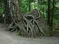 May 25, 2007 - The Flume, Franconia Notch, New Hampshire.<br />Lots of the trees seem to grow in impossible places.