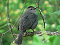 May 27, 2007 - Parker River Wildlife Refuge, Plum Island, Massachusetts.<br />A catbird at Hell Cat Swamp.