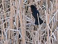 May 27, 2007 - Parker River Wildlife Refuge, Plum Island, Massachusetts.<br />A red winged blackbird at Hell Cat Swamp.