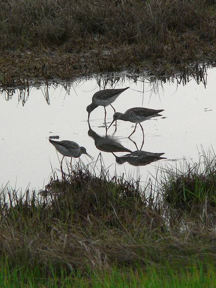 June 1, 2007 - Parker River National Wildlife Refuge, Plum Island, Massachusetts.<br />Greater yellowlegs.