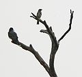 June 1, 2007 - Parker River National Wildlife Refuge, Plum Island, Massachusetts.<br />Eastern Kingbird on the lower branch.