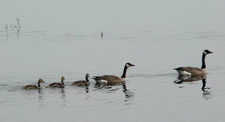 June 1, 2007 - Parker River National Wildlife Refuge, Plum Island, Massachusetts.<br />Canada geese family.