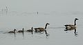 June 1, 2007 - Parker River National Wildlife Refuge, Plum Island, Massachusetts.<br />Canada geese family.