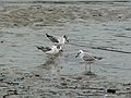June 1, 2007 - Sandy Point State Reservation, Plum Island, Massachusetts.<br />Bonaparte's gulls