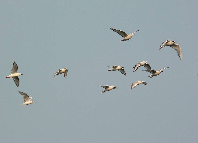 June 1, 2007 - Sandy Point State Reservation, Plum Island, Massachusetts.<br />Bonaparte's gulls.