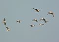 June 1, 2007 - Sandy Point State Reservation, Plum Island, Massachusetts.<br />Bonaparte's gulls.