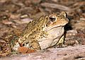 June 12, 2007 - Maudslay State Park, Newburyport, Massachusetts.<br />Toad.