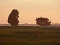 June 15, 2007 - Parker River National Wildlife Refuge, Plum Island, Massachusetts.<br />The "Odd Couple".