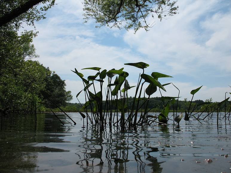 June 18, 2007 - Ipswich River Wildlife Sanctuary, Topsfield, Massachusetts.